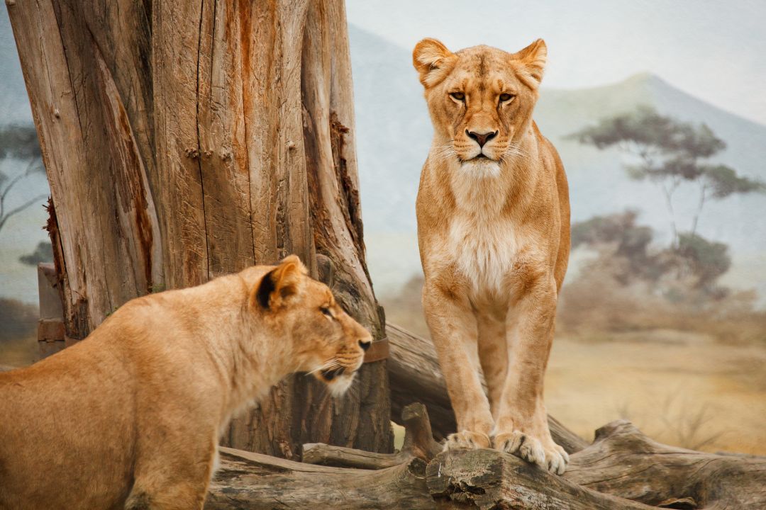 2 Lioness by tree