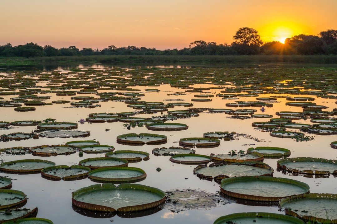pantanal brazil c73b8c6554